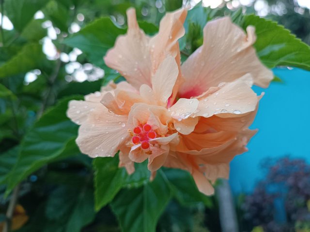 Gotas de lluvia en la flor.jpg