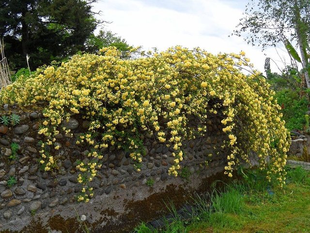 rosal-amarillo.jpg