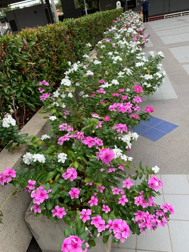 garden10.jpg