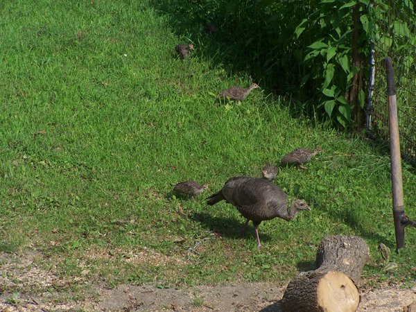 Turkeys6 crop July 2019.jpg