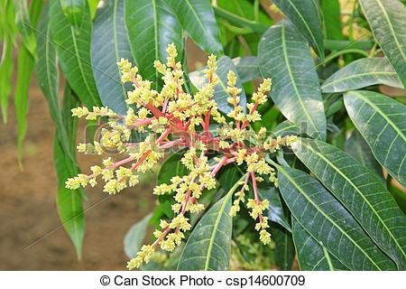 mango-flowers-in-the-field-stock-photography_csp14600709.jpg