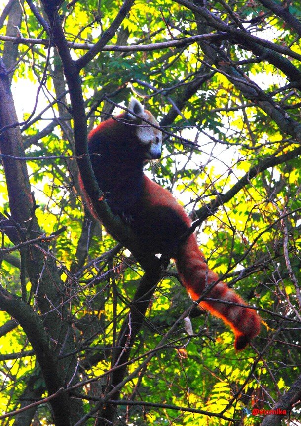 red panda RedPanda41-0005.JPG