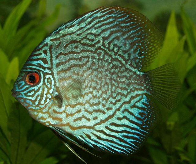 perch-cichlid-discus-cichlid-freshwater-fish-78790.jpeg