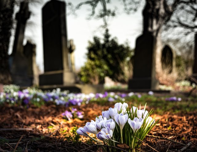 bloom-blossom-cemetery-161280.jpg