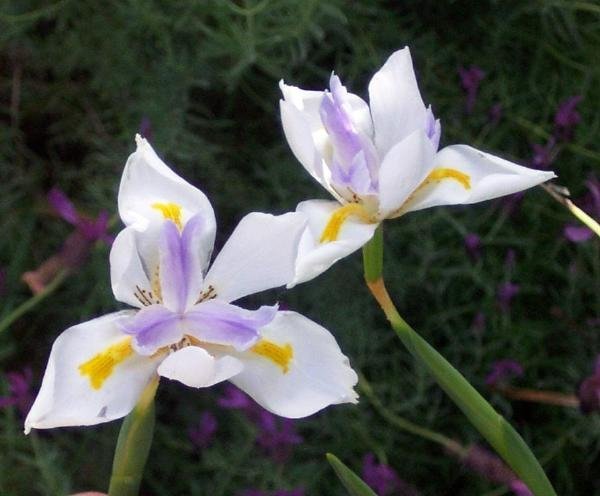 Dietes.jpg