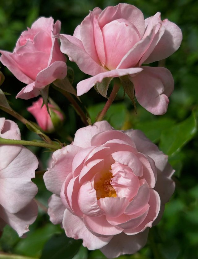 IMG_20250804_185246.jpg