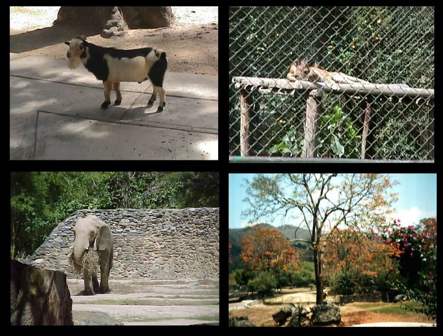Ambientes_y_fauna_de_Zoologico_de_Caricuao,_Caracas_-_Venezuela_2.jpg