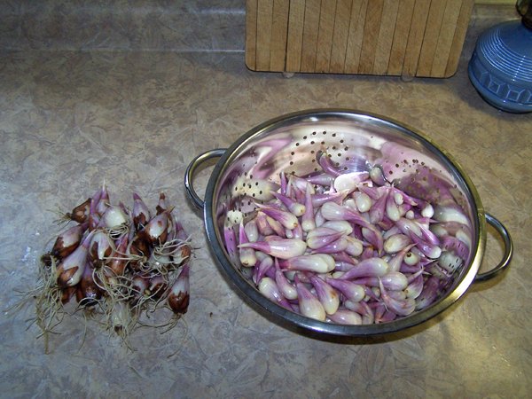 Shallots crop Aug. 2017.jpg