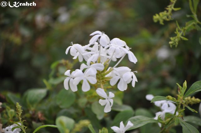 white flower.jpg