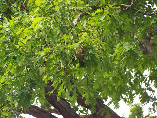 Oriole nest in white oak crop June 2019.jpg