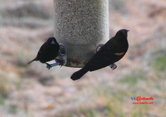 Red-Winged Blackbird IMG_0096.JPG