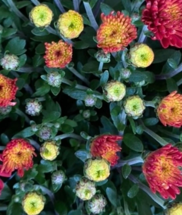 IMG_5156.jpeg