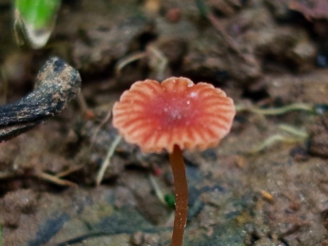 mashroom (3).jpg