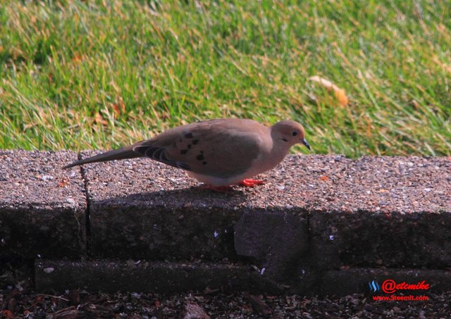 Mourning Dove IMG_0132.JPG