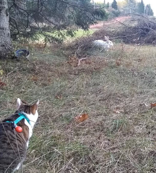 PEI Catlife 35c.jpg