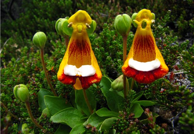 calceolaria-uniflora-2.jpg