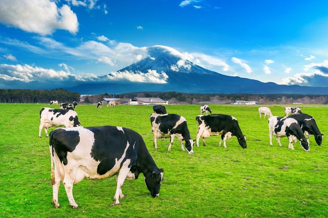 cows-eating-lush-grass-green-field-front-fuji-mountain-japan_335224-199.jpg