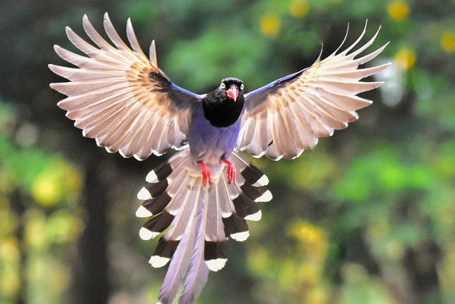 Taiwan-Blue-Magpie-web.jpg