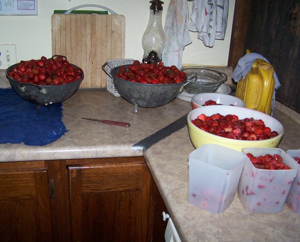 Processing strawberries crop June 2018.jpg