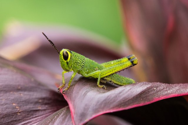 Grasshopper (5).jpg