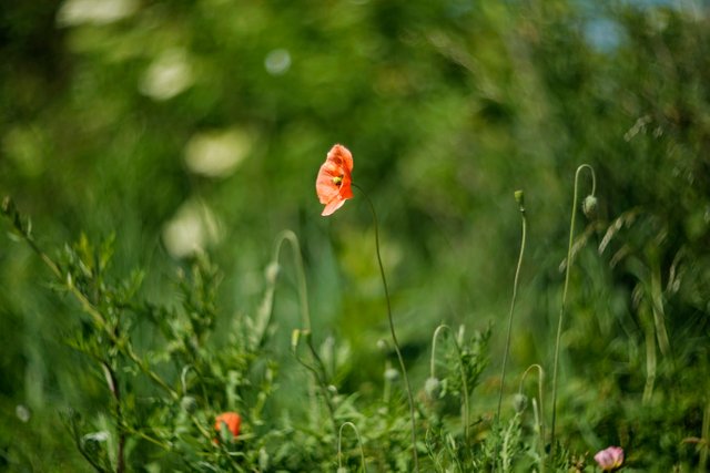 poppy green bokeh.jpg