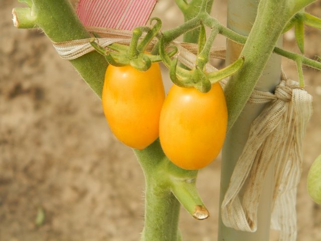 Tomati zeltie.JPG