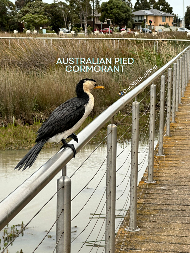 Australian pied cormorant_20231028_124946_0000.png