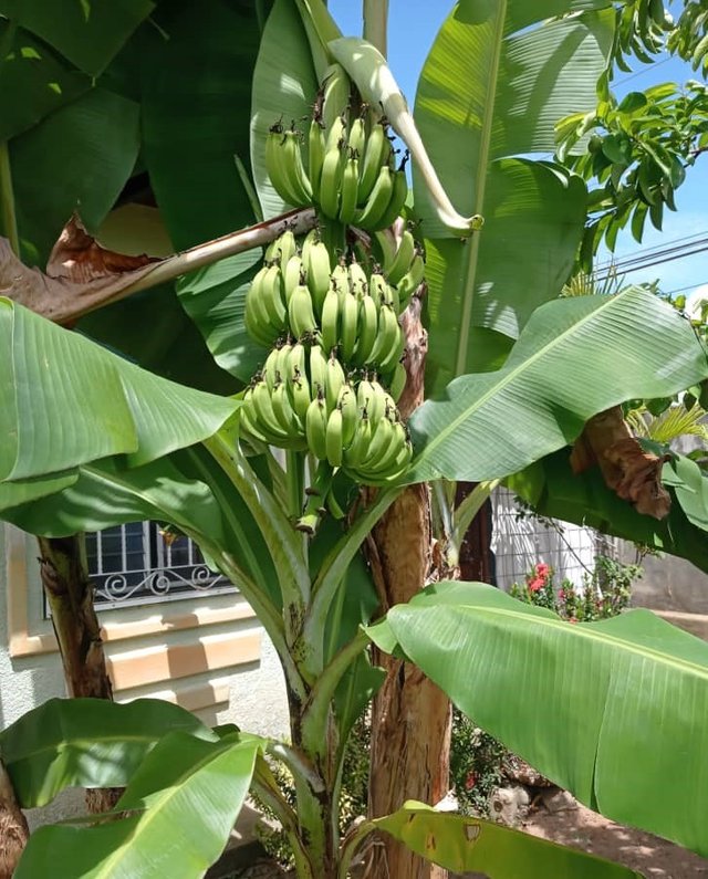 Planta de cambures frondosa 2.jpg