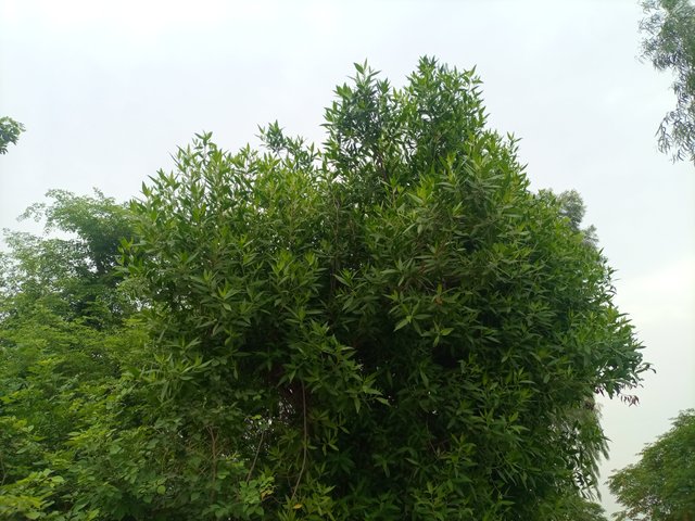 IMG_20250616_100459_665_Ravye0k21m.jpeg