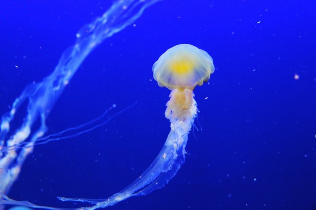 jellyfish-257860_1280.jpg