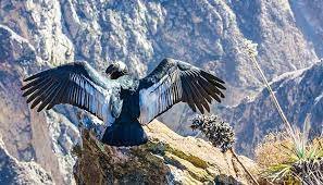 cañon del colca con condor.jfif