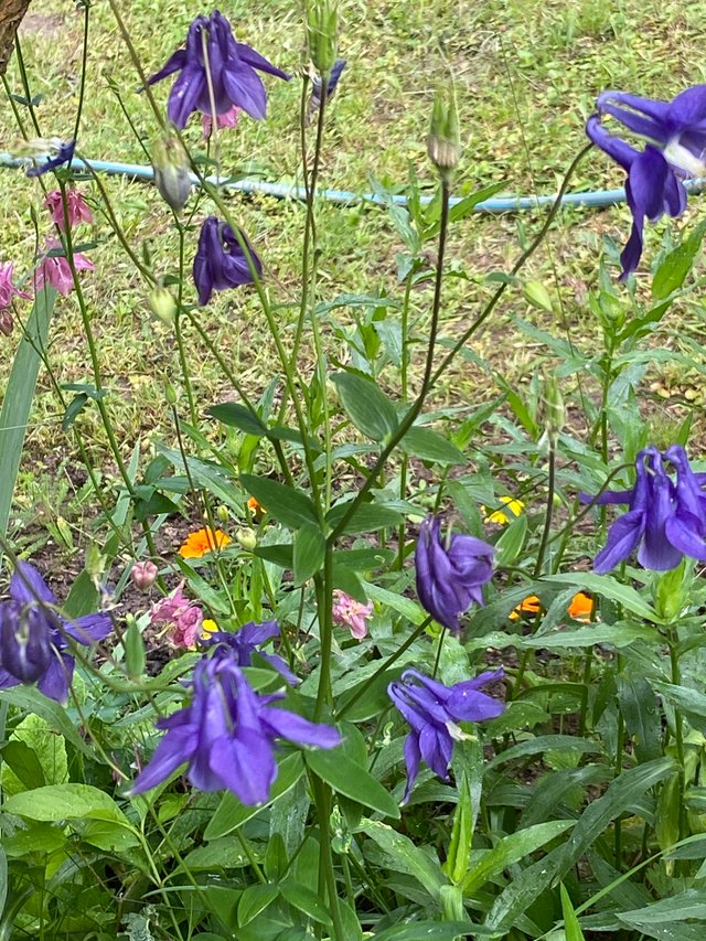 IMG7878.JPG