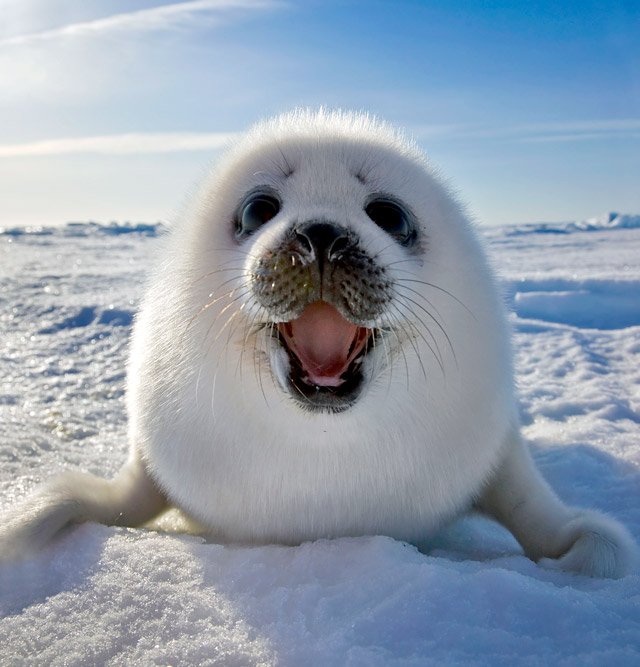 baby-seal-29vsgyf.jpg