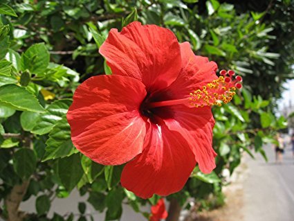 hibiscus-flowers-powder-1535976295-3905567.jpg