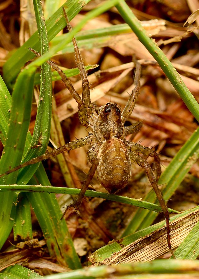 DSC_6631.jpg