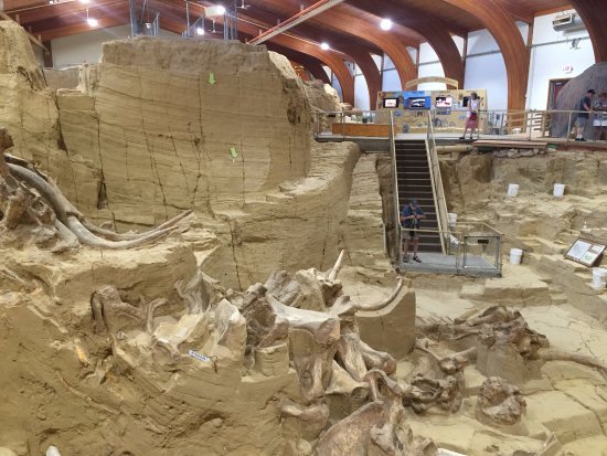 fossil-excavation-site.jpg
