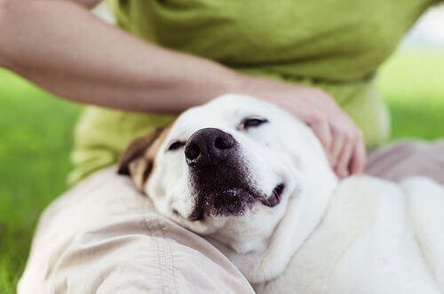 acariciar-cão.jpg