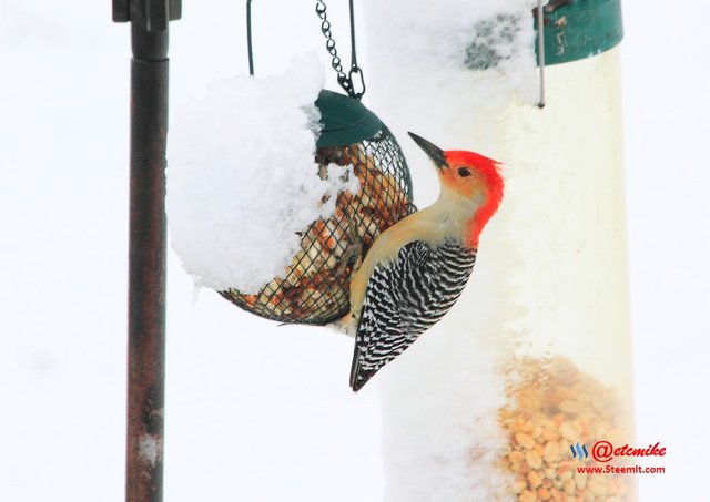Red-Bellied Woodpecker PFW04_0112.JPG