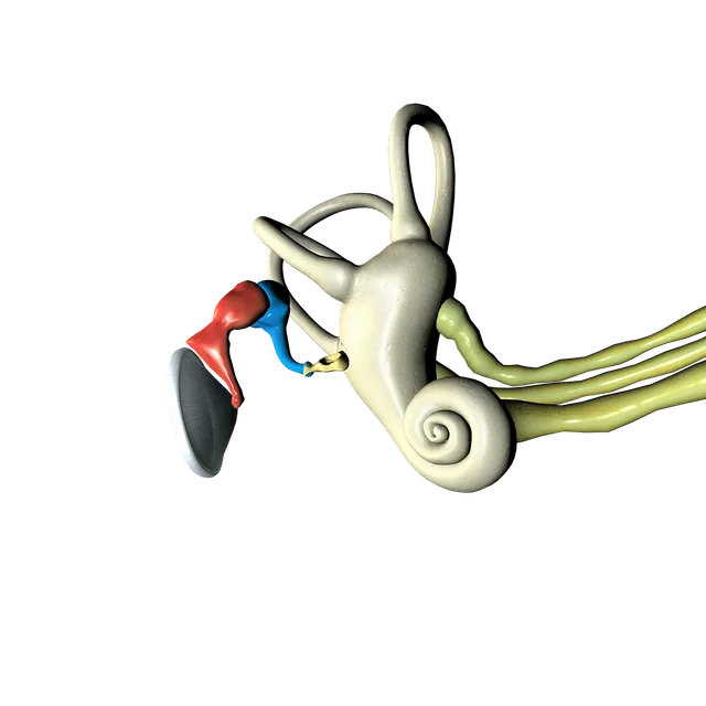 ear-anatomy-2146396_1280.webp