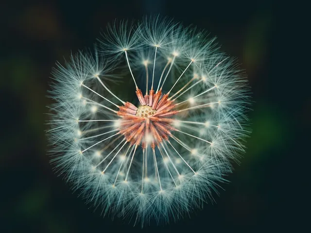 dandelion-8496044_1280.webp