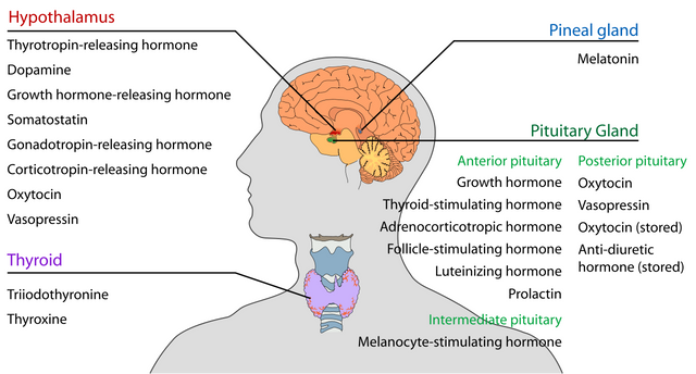 1280px-Endocrine_central_nervous_en.svg.png