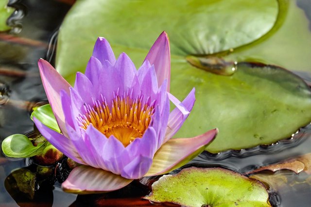 water-lily-g1c776ca5b_1280.jpg