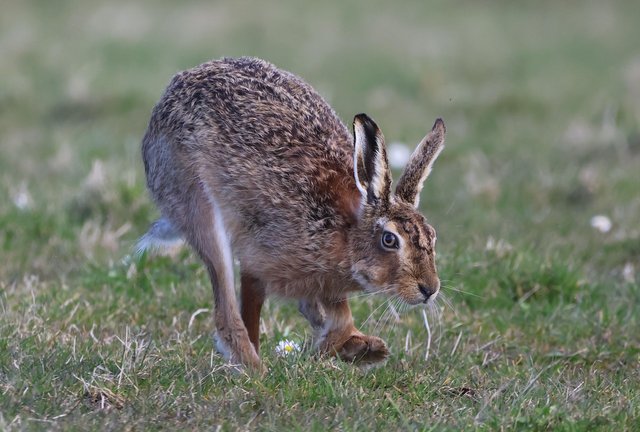 animal-7925140_1280.jpg