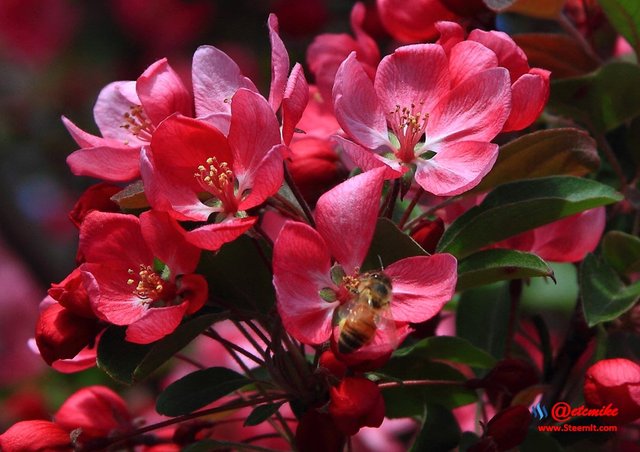 indian-magic-flowering-crabapple blooms spring honeybee pollination pollinating IMB-0039.JPG