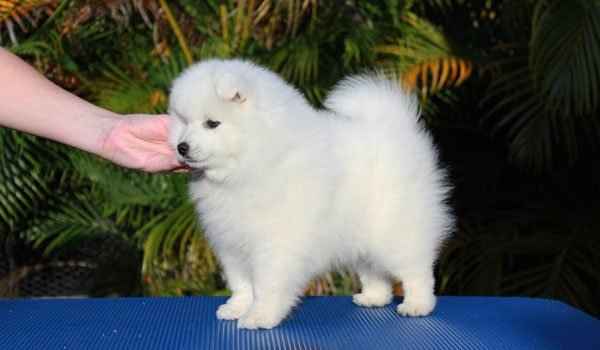 cho-japanese-spitz-14-giong-cho-dep-nhat-the-gioi-600x350.jpg