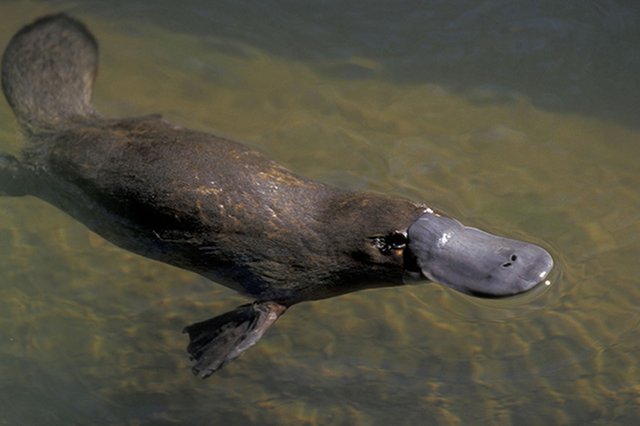 platypus.jpg