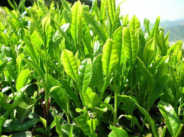 1280px-Green_tea_leaves.jpg