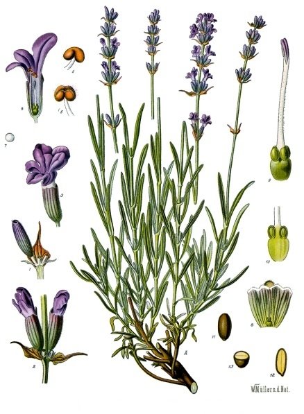 Lavandula_angustifolia_-_Köhler–s_Medizinal-Pflanzen-087.jpg