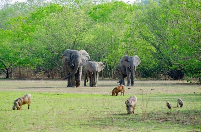 2014_MoleNationalParkTamaleNorthernRegionGhanaElephants.jpg