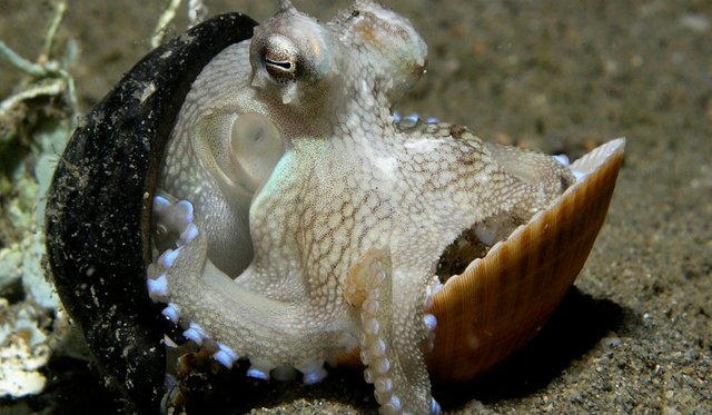 Octopus_shell_small.jpg
